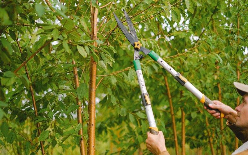Tree trimming in Coleharbor, ND